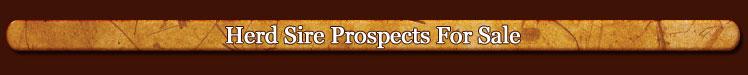 Herd Sire Prospects
