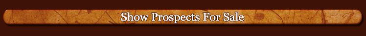 Show Prospects