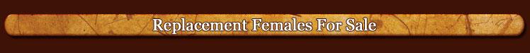 Replacement Females