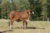 MISS J&R 140