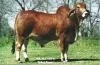 MR. HCC 525/6 (P)